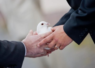 biele holuby na svadbu